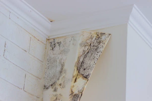 Professional Mold Inspection, Removal & Remediation in Baxter, TN